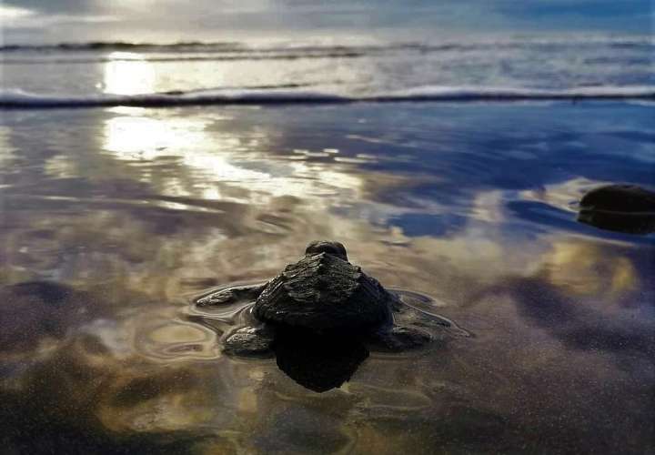 Panamá será sede de COP13 para la conservación de tortugas marinas en 2028. Foto: Cortesía